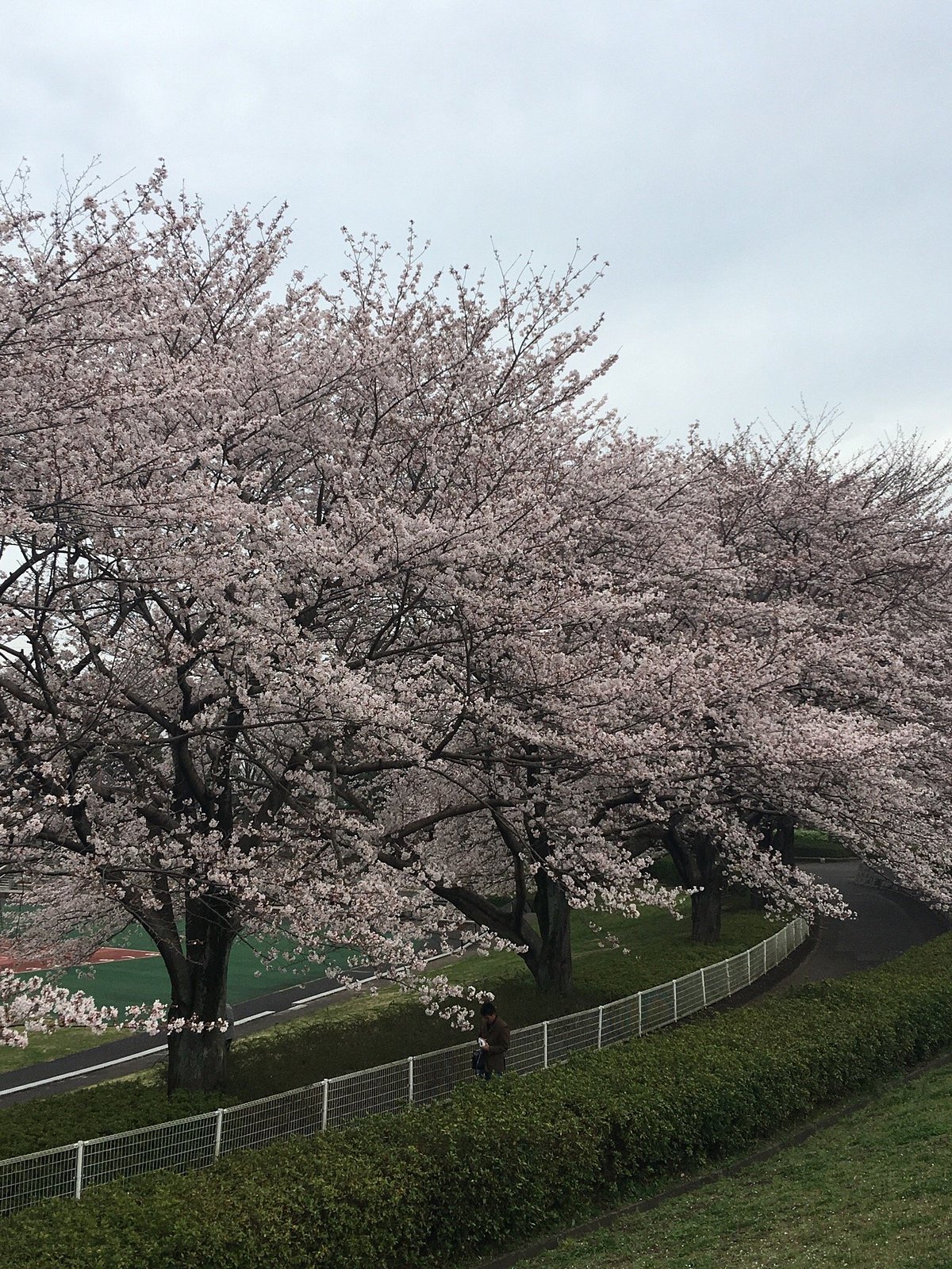 🌳 아키루다이 공원 이미지 10